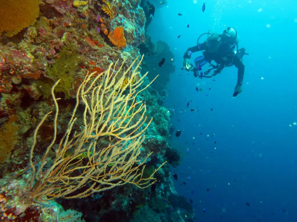 The Solomon Islands is renowned as one of the world’s foremost dive locations.