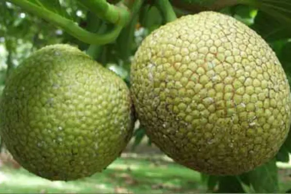 Preserving Staple Crops in the Islands