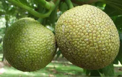 Preserving Staple Crops in the Islands