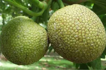Preserving Staple Crops in the Islands