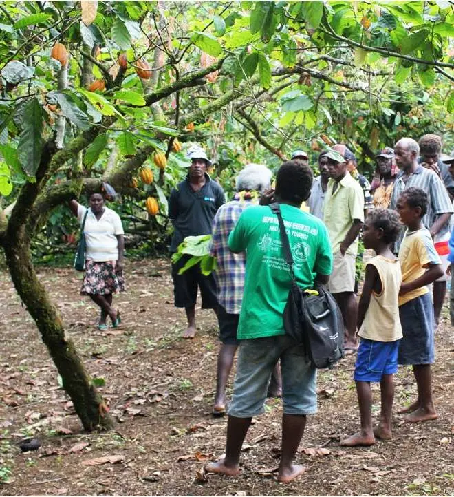 At the moment Solomon Islands produces around 4,000-6,000 metric tonnes of cocoa annually, but the Ministry believes the new strategy will help bring the amount to 20,000 over the next seven years.