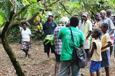 At the moment Solomon Islands produces around 4,000-6,000 metric tonnes of cocoa annually, but the Ministry believes the new strategy will help bring the amount to 20,000 over the next seven years.