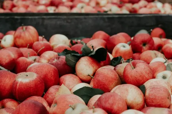 The total estimated seasonal workforce needed for horticulture for the spring and summer harvest season ahead could be up to 40,000 workers, based on the previous demand for seasonal workers over that period.