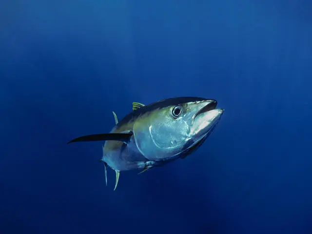 COVID-19 Had Little Impact on PNA's Tuna Purse Seine-fishery Output