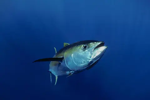 COVID-19 Had Little Impact on PNA's Tuna Purse Seine-fishery Output