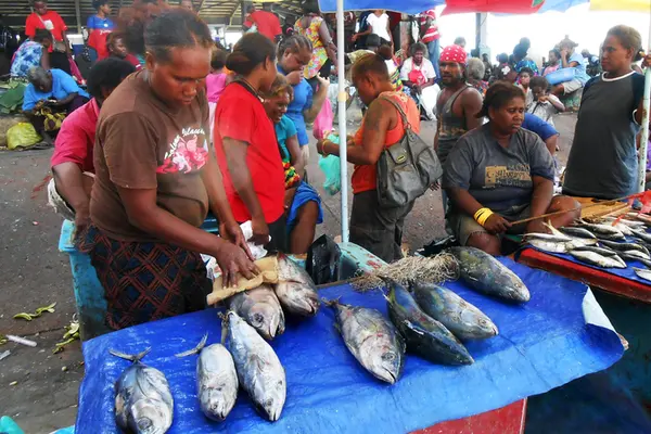 We estimate through our research at Auki Market in Malaita, Solomon Islands, that well over 100 tonne of fish caught across the province changes hands at the market in a year.