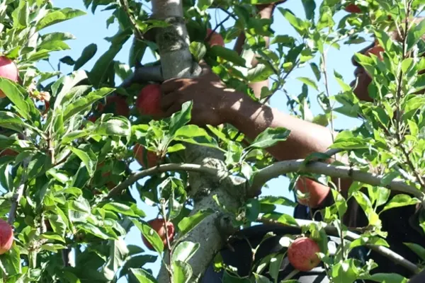 The Federal Government’s Seasonal Worker Program can assist growers in employing new workers.