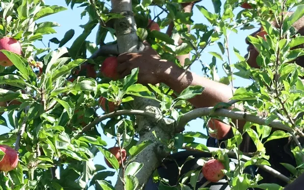 The Federal Government’s Seasonal Worker Program can assist growers in employing new workers.