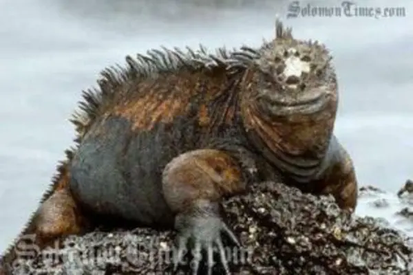 The marine iguana that is worrying islanders of Qamea Island in Fiji.
