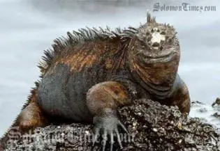 The marine iguana that is worrying islanders of Qamea Island in Fiji.