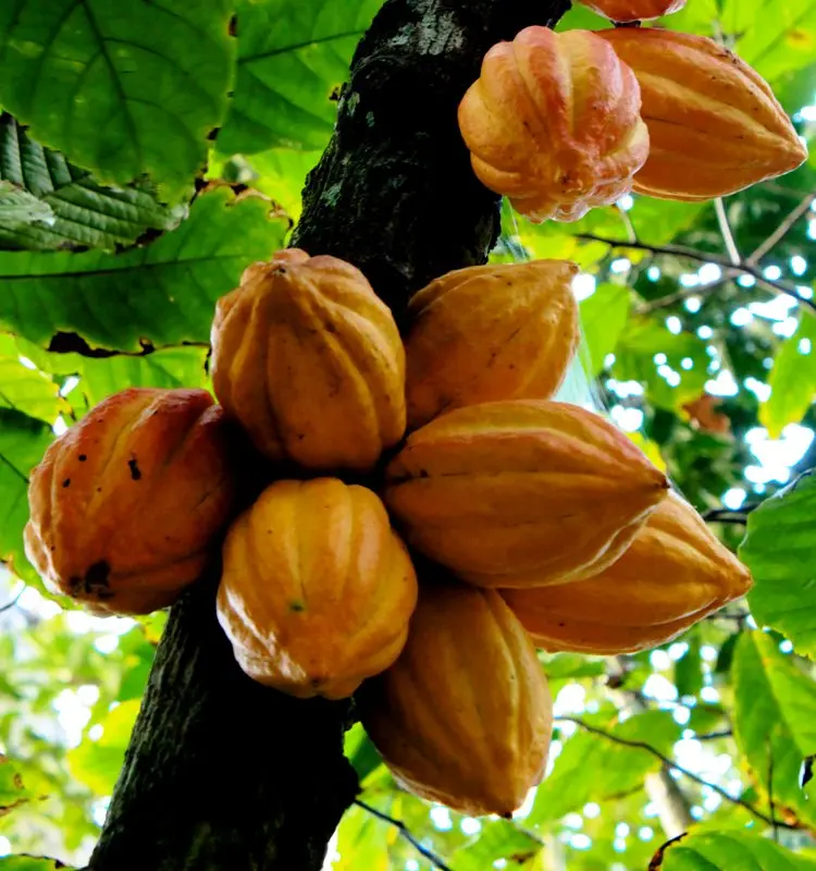 More than 29,000 farmers, in all 8 provinces, have received extension advice or training, in growing subsistence and commercial crops.