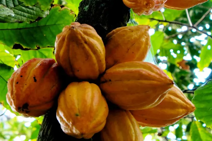 More than 29,000 farmers, in all 8 provinces, have received extension advice or training, in growing subsistence and commercial crops.