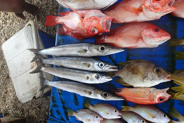 Dentana says pay-outs are continuing for the sectors of fisheries, agriculture and tourism in the rural areas.