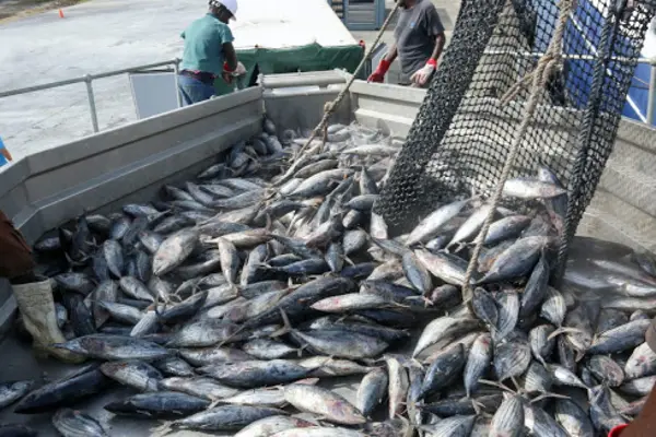 The EU imported 9,000 metric tons of tuna from the Solomon Islands last year, an EU spokeswoman confirmed to Undercurrent.