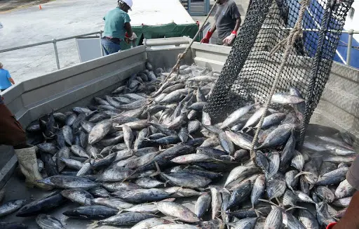 The EU imported 9,000 metric tons of tuna from the Solomon Islands last year, an EU spokeswoman confirmed to Undercurrent.