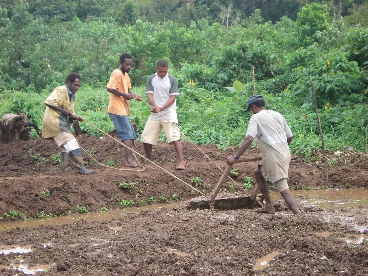 He said this is an urgent issue for the Ministry of Agriculture. Maneniaru says food security is very important for the people.