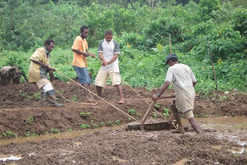 He said this is an urgent issue for the Ministry of Agriculture. Maneniaru says food security is very important for the people.