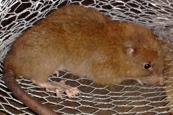 It immediately joined the list of the biggest rats in the world, as it weighed about a kilogram – four times more than an ordinary rat – and measured 47 cm long.