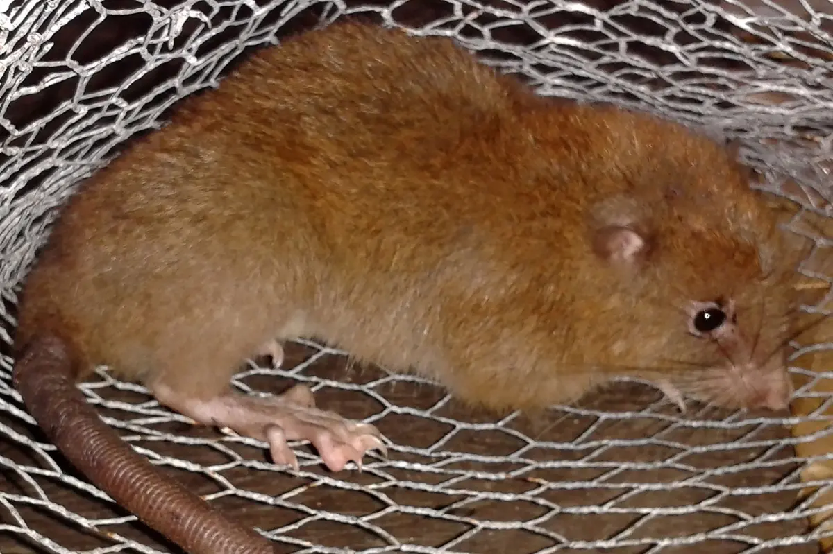 It immediately joined the list of the biggest rats in the world, as it weighed about a kilogram – four times more than an ordinary rat – and measured 47 cm long.