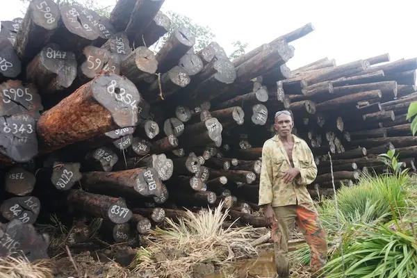 Chief Eric Gnokro of Lelegia village in front of a pile of illegally felled Tubi logs at Korona, San Jorge.