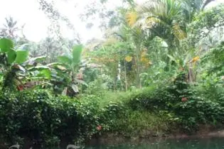 An area close to where the body of the young boy was found.