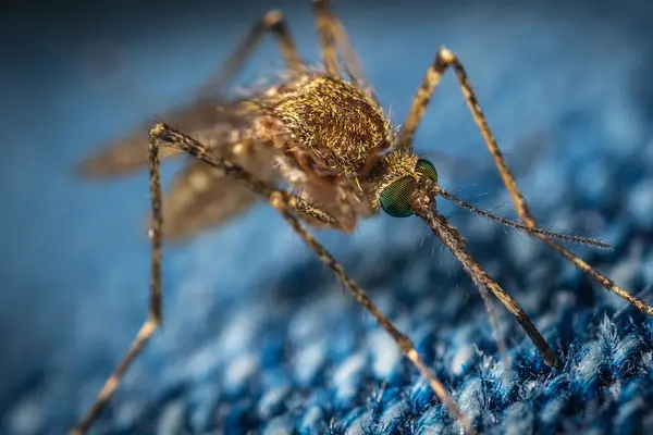 Plasmodium vivax is the most widespread malaria parasite worldwide, with up to two billion people at risk of infection.