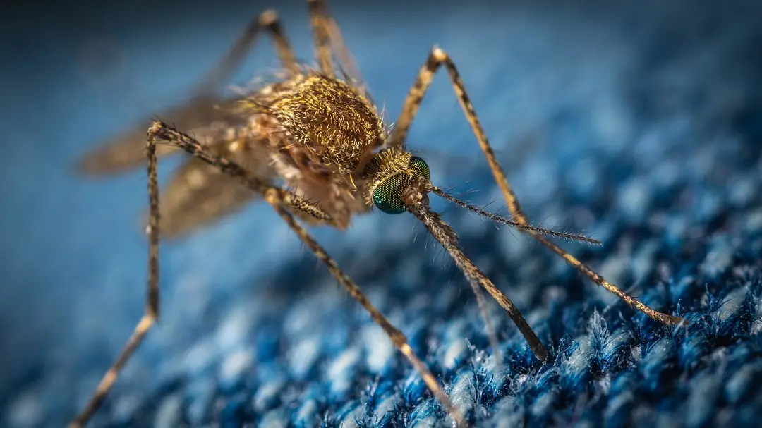Plasmodium vivax is the most widespread malaria parasite worldwide, with up to two billion people at risk of infection.