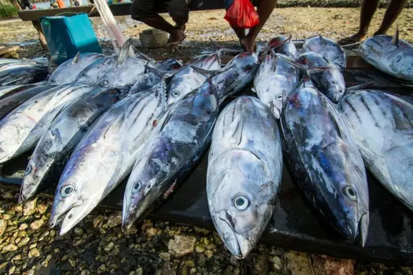 Tuna for sale at Auki market, Malaita Province, Solomon Islands.
