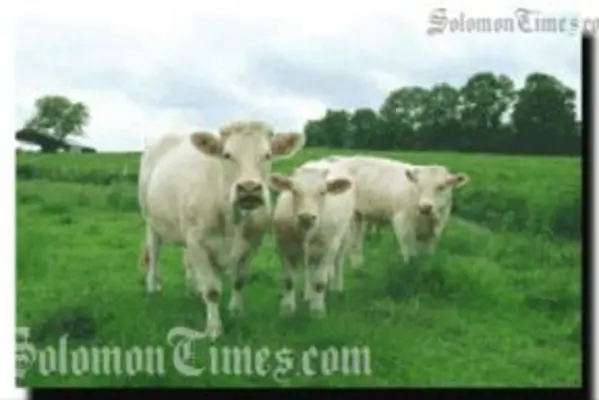 Under the new arrangements, cattles will be brought in from Vanuatu.