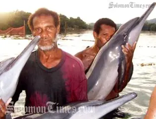 Solomon Islands tribemen hunting dolphins.