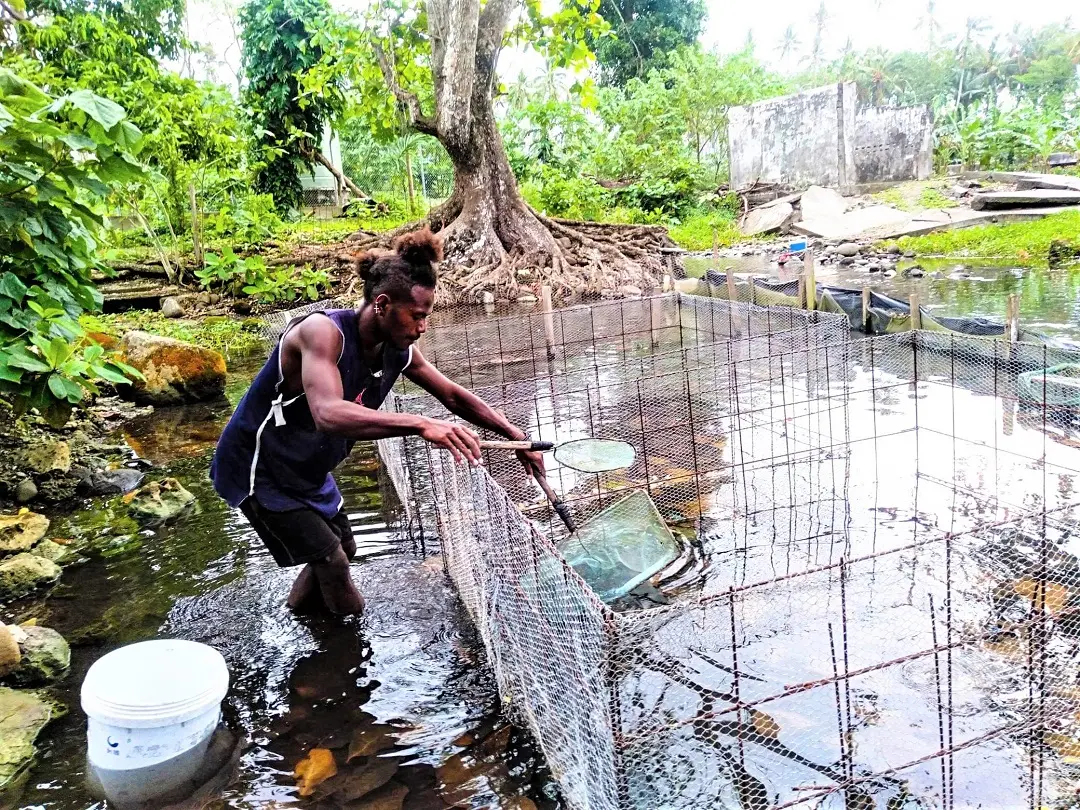 Charles says he plans to expand the tilapia farm further. He says he knows there are challenges, but he is now experienced enough to handle them.
