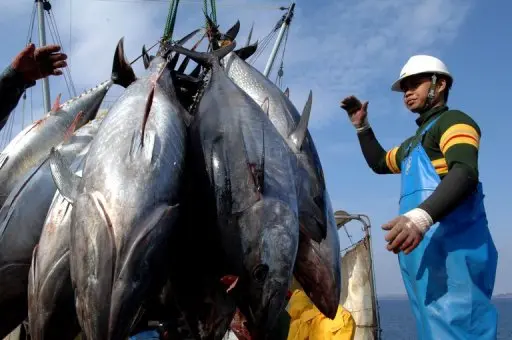 PNA waters account for around half of the world’s global supply of skipjack tuna, the most commonly canned tuna.