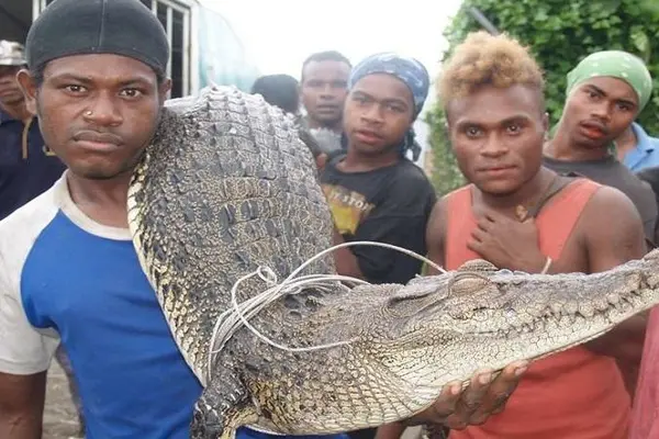 The report found that on average at least 5 people a year were attacked by crocodiles in Solomon Islands between 1998 and 2017 but in the first few months of 2018 alone there were 13 attacks, three of them fatal. 