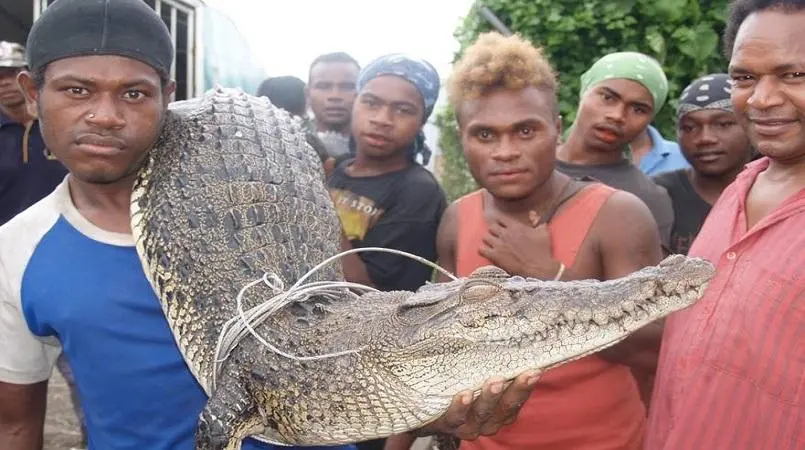 The report found that on average at least 5 people a year were attacked by crocodiles in Solomon Islands between 1998 and 2017 but in the first few months of 2018 alone there were 13 attacks, three of them fatal.