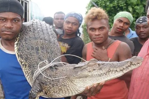 The report found that on average at least 5 people a year were attacked by crocodiles in Solomon Islands between 1998 and 2017 but in the first few months of 2018 alone there were 13 attacks, three of them fatal.