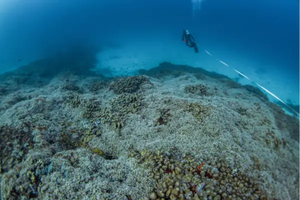 The coral measures 34 metres wide, 32 metres in diameter and 5.5 metres high, which is about the size of five tennis courts.