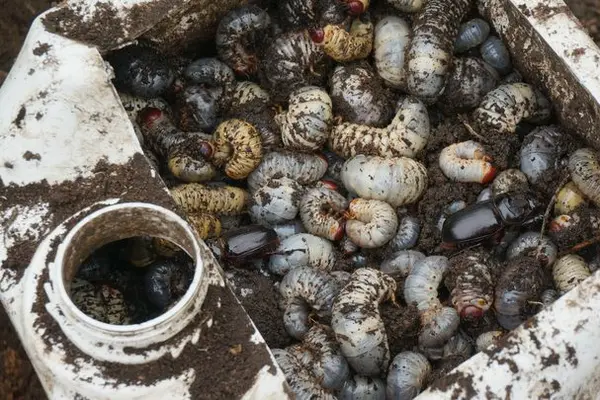 CRB is the most serious insect pest of coconuts, impacting thousands of coconut plantations in Solomon Islands.