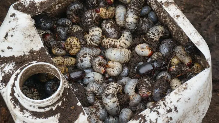 CRB is the most serious insect pest of coconuts, impacting thousands of coconut plantations in Solomon Islands.