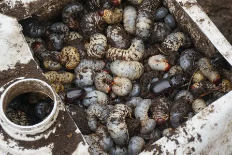 CRB is the most serious insect pest of coconuts, impacting thousands of coconut plantations in Solomon Islands.